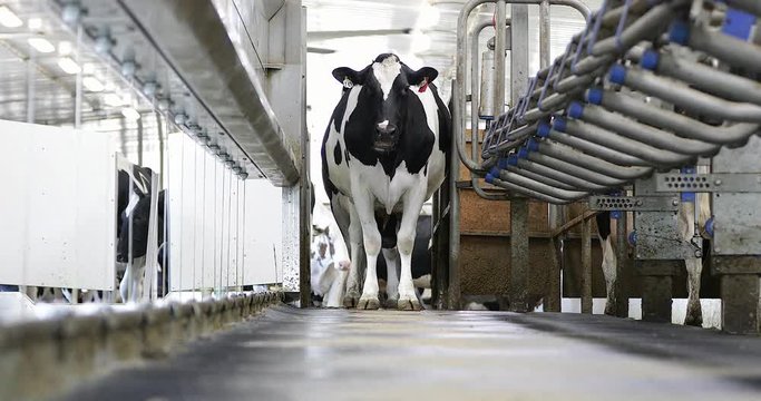 Curious holstein dairy cow walks toward camera while waiting to be milked. Cattle entering milking facility. Parallel parlor.