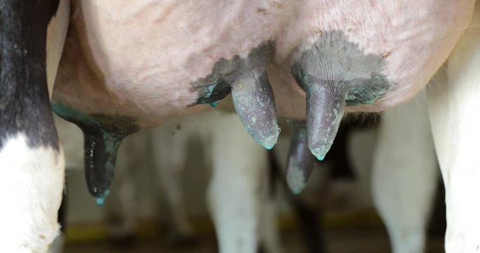 Closeup Of Cow Udder On A Dairy Farm. Managing Udder Health And Preventing Mastitis Via Teat Dipping. Animal Welfare.