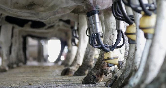 Closeup underneath cow of milking machine in action. Dairy cattle being milked from udder in agricultural facility.
