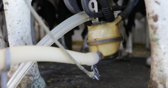 Closeup of milking machine extracting milk from a dairy cow. Holstein cow being milked from behind in a parallel parlor. Modern milk facility.