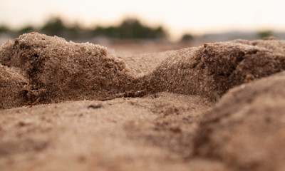 Wild Sands 