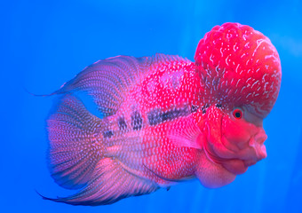 Flowerhorn Cichlid Colorful fish swimming in fish tank. This is an ornamental fish that symbolizes...