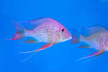 One of most popular pet ornamental fish is goldfish or Carassius auratus, Family Cyprinida. Ranchu...