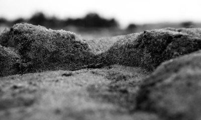 Floorid Rustic Sands Macro Photography