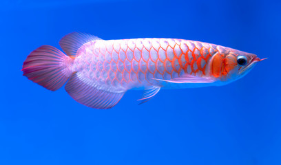 Arowana in aquarium, this is a favorite fish with long body, beautiful dragon shape colorful for decoration in the aquarium in the rich family