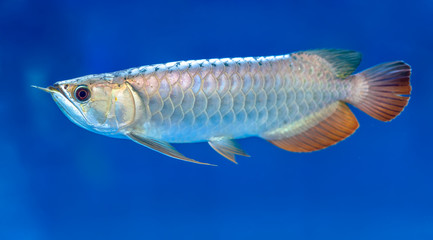 Arowana in aquarium, this is a favorite fish with long body, beautiful dragon shape colorful for decoration in the aquarium in the rich family
