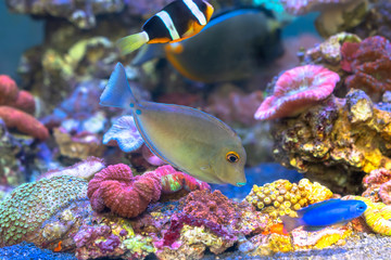 Fish swims in the water, underwater life very lively and beautiful, people often do indoor aquarium for feng shui