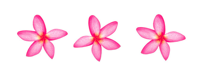 frangipani flowers isolated on white background