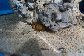 clown fish