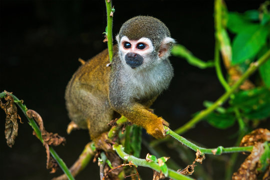 Portrait of a squirrel monkey (Saimiri) in a tropical rainforest inside the Amazon river basin, Cuyabeno Reserve, Ecuador, South America.