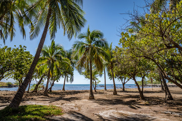 Fototapeta na wymiar Palm trees and some other tropical trees all lean toward the ocean near Pu'ukohola Heiau National Historic Site on the big Island of Hawaii