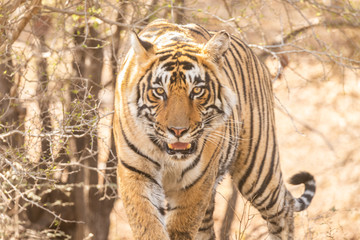 Wild tiger