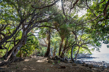 Sun shines through dense tropical plants around a small trail crowding to the edge of the ocean near Pu'ukohola Heiau National Historic Site on the big Island of Hawaii