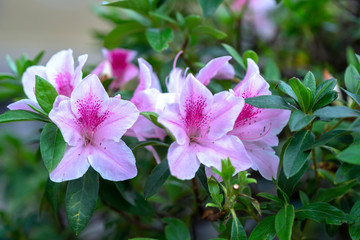 Tropical frangipani flowers blooming in the garden flavor shine when spring comes