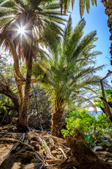 Bright sunburst through palm leaves next to other tropical plants near Mau'umae Beach Hawaii
