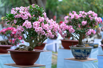 Tropical frangipani bonsai tree flowers blooming in the garden flavor shine when spring comes