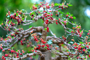 Raspberry tree with many ripe fruits full of branches in the garden