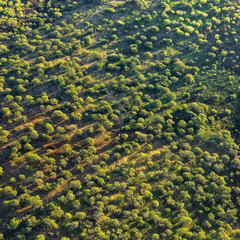 Aerial view of bushes in early morning light near Keomo Point Hawaii