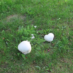 Bovist, edible mushroom, is also fried like schnitzel meat growing in the meadow