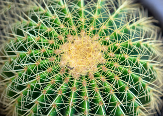 Cactus species with different species are blooming, this is a species of plants living in hot weather, drought symbolizes endurance endurance of humans before nature.