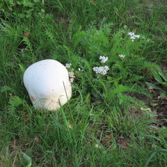 Bovist, edible mushroom, is also fried like schnitzel meat growing in the meadow