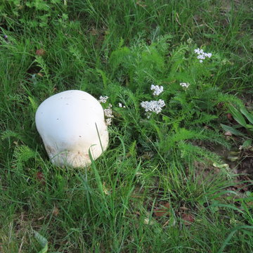 Bovist, edible mushroom, is also fried like schnitzel meat growing in the meadow
