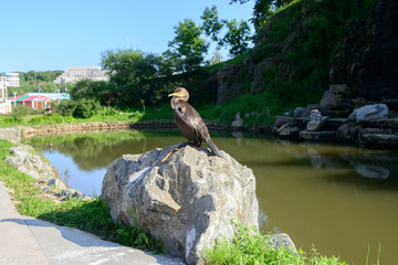 Bird cormorant on a stone in the lake.