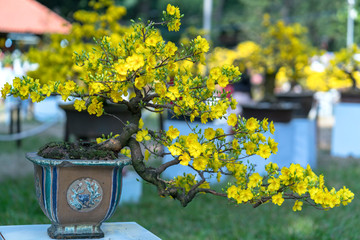 Apricot bonsai tree blooming with yellow flowering branches curving create unique beauty. This is a...