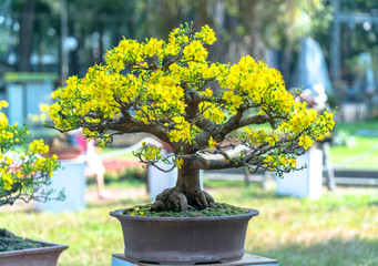 Apricot bonsai tree blooming with yellow flowering branches curving create unique beauty. This is a...