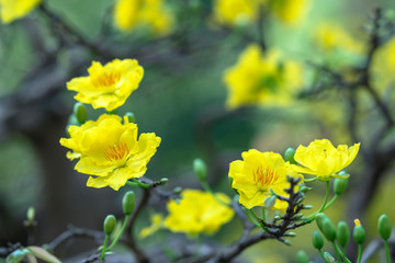 Apricot flowers blooming in Lunar New Year with yellow blooming fragrant petals signaling spring has come, this is the symbolic flower for good luck