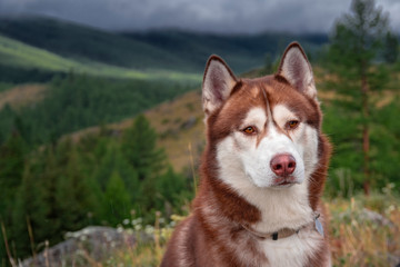 Beautiful Siberian husky dog on the background of a mountain landscape with coniferous forest and clouds. Portrait of a cute brown dog