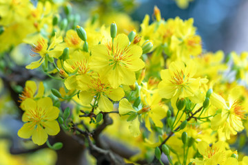 Apricot flowers blooming in Lunar New Year with yellow blooming fragrant petals signaling spring has come, this is the symbolic flower for good luck