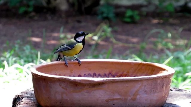 Little goldfinch drinks water in a seramic bowl.