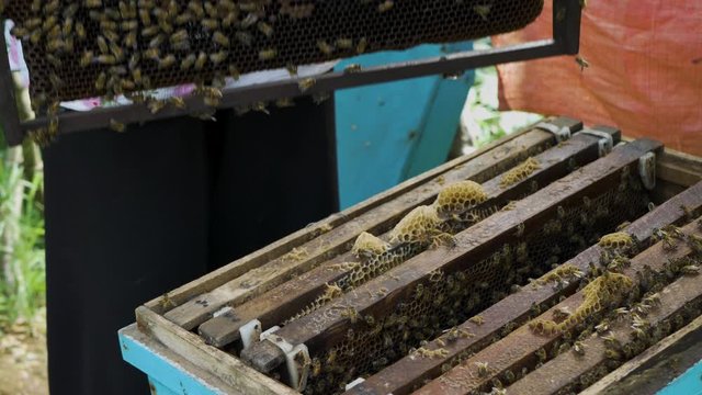 A local Vietnamese woman examines her hive of honey bees.