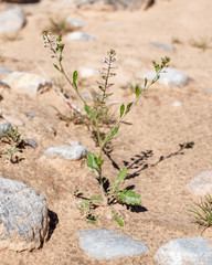 USA, Nevada, Clark County, Gold Butte National Monument. The small white flowers and hair fruits of common pepperweed (Lepidium )