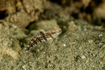 Obraz na płótnie Canvas Amblygobius phalaena, the Sleeper Banded goby,white-barred goby, is a species of goby native to tropical reefs of the western Pacific Ocean