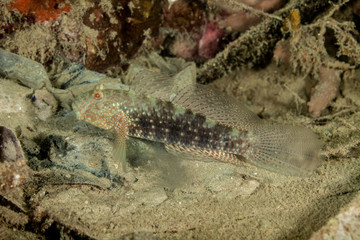 Amblygobius phalaena, the Sleeper Banded goby,white-barred goby, is a species of goby native to tropical reefs of the western Pacific Ocean