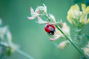  macrophotography of a small ladybug that crawls on the grass. cold color © Lema-lisa