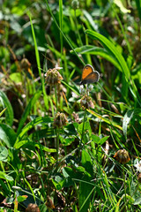 Coenonympha pamphilus - Ringlet on Clover flower.