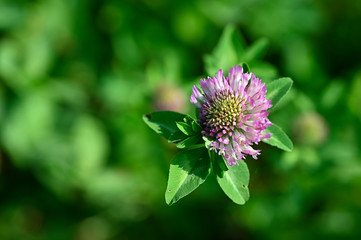 Pink flowers of clover meadow flower.
