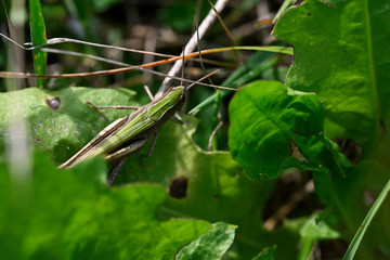 Locust in grass near green leaf.