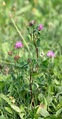 Pink flowers of clover meadow flower.