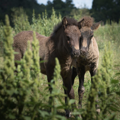 Fohlen im Fellwechsel