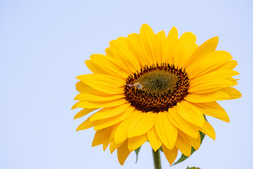 Obraz premium Fleißige Bienen und Hummeln bestäuben riesige Sonnenblumen in voller Blütenpracht im Hochsommer und sorgen für die Verbreitung der schönen Blumen und leckeren Honig für den Imker