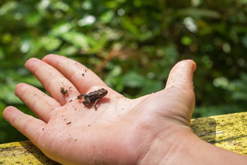 A small brown toad sitting on the open palm of a child's hand which is lying on a wooden yellow board against a background of blurred greenary.