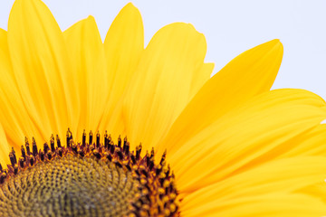 Isolierte Sonnenblume in voller Bl&uuml;tenpracht l&auml;dt Insekten wie Bienen und Hummeln zur Best&auml;ubung und Nektarsuche f&uuml;r Honig und den Imker ein und erfreut gleichzeitig Passanten und Spazierg&auml;nger