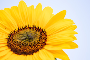 Isolierte Sonnenblume in voller Blütenpracht lädt Insekten wie Bienen und Hummeln zur Bestäubung und Nektarsuche für Honig und den Imker ein und erfreut gleichzeitig Passanten und Spaziergänger