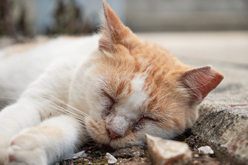 Fototapeta premium 穏やかに眠る野良猫