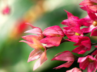Fototapeta na wymiar 温室の花々と葉