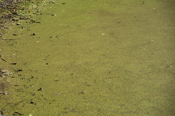 Background of a green swamp with stagnant water